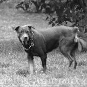 Photo de Rottweiler