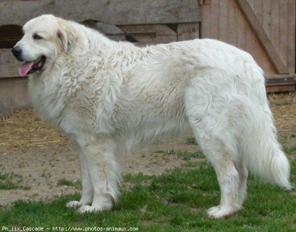 Photo de Chien de montagne des pyrnes