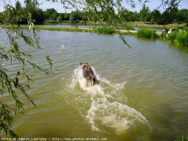 Photo de Berger belge tervueren