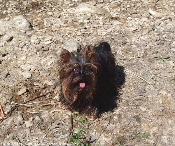 Photo de Yorkshire terrier