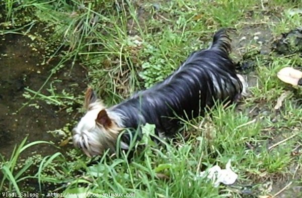 Photo de Yorkshire terrier