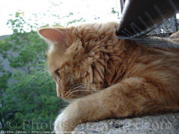 Photo de Chat domestique