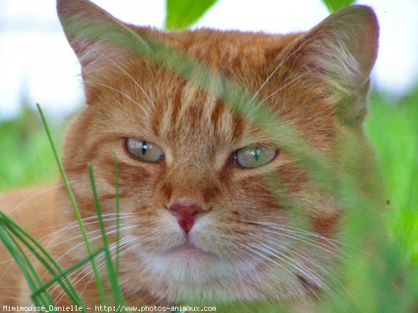 Photo de Chat domestique