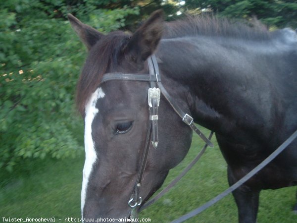 Photo de Quarter horse