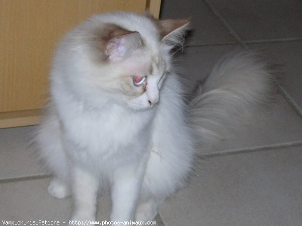 Photo de Ragdoll