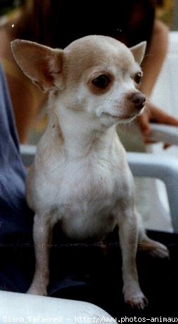 Photo de Chihuahua  poil court