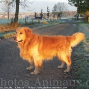 Photo de Golden retriever