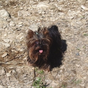 Photo de Yorkshire terrier