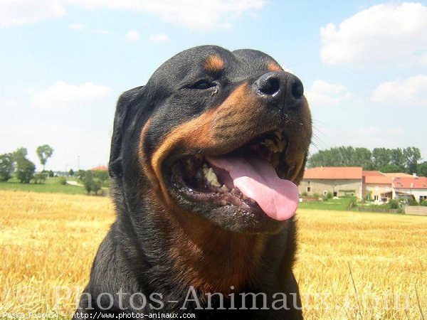 Photo de Rottweiler