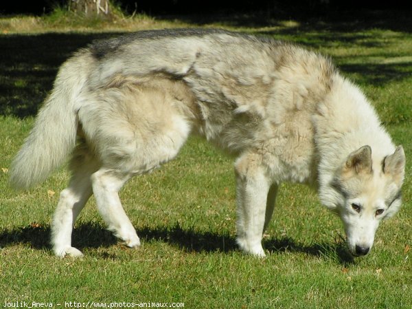 Photo de Husky siberien