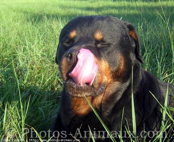 Photo de Rottweiler