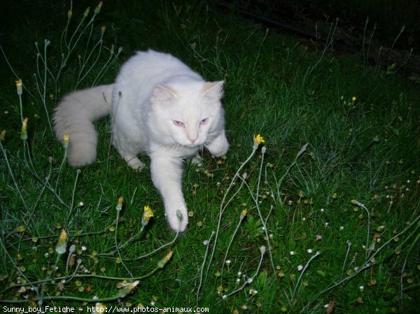 Photo de Ragdoll