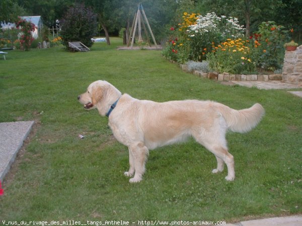 Photo de Golden retriever