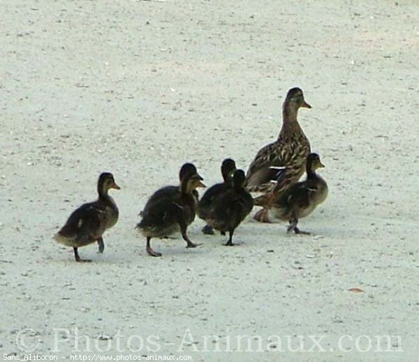 Photo de Canard