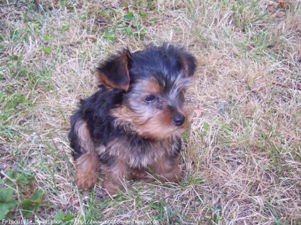 Photo de Yorkshire terrier