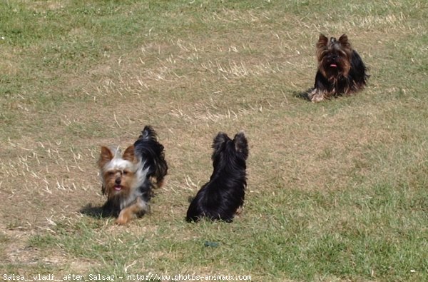 Photo de Yorkshire terrier