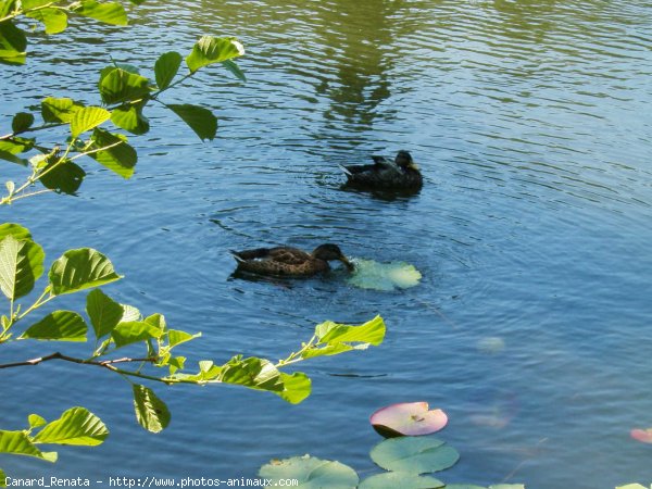 Photo de Canard