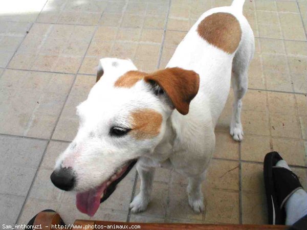 Photo de Jack russell terrier