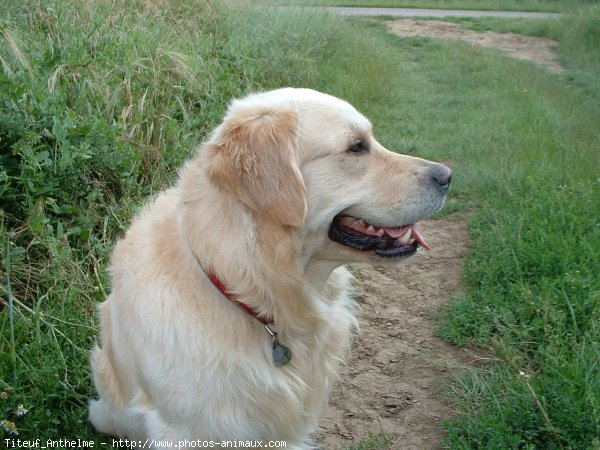 Photo de Golden retriever