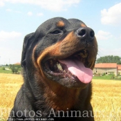 Photo de Rottweiler