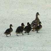 Photo de Canard