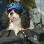 Photo de Cavalier king charles spaniel