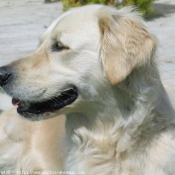 Photo de Golden retriever