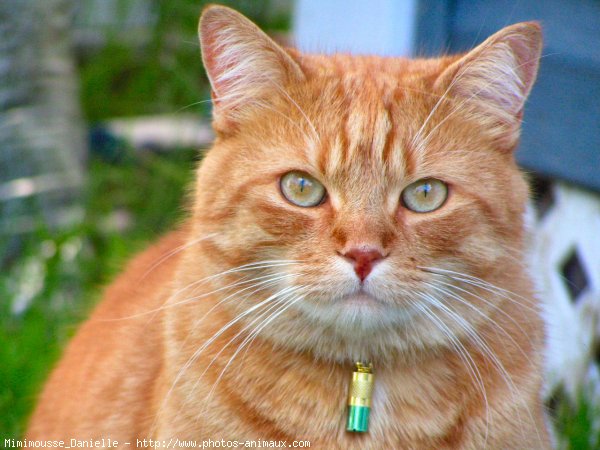 Photo de Chat domestique