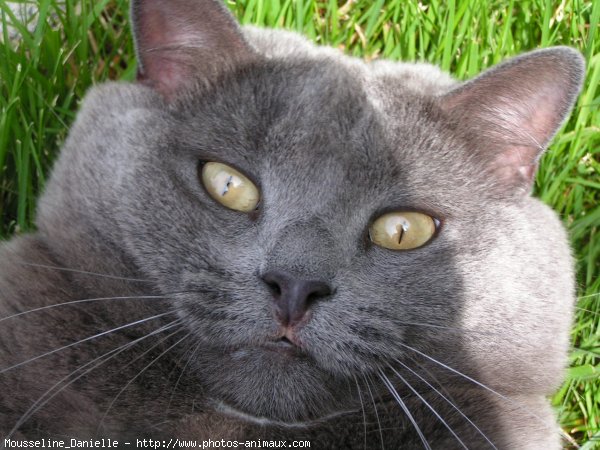 Photo de Chat domestique