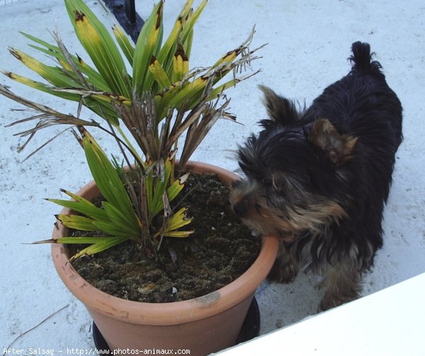 Photo de Yorkshire terrier