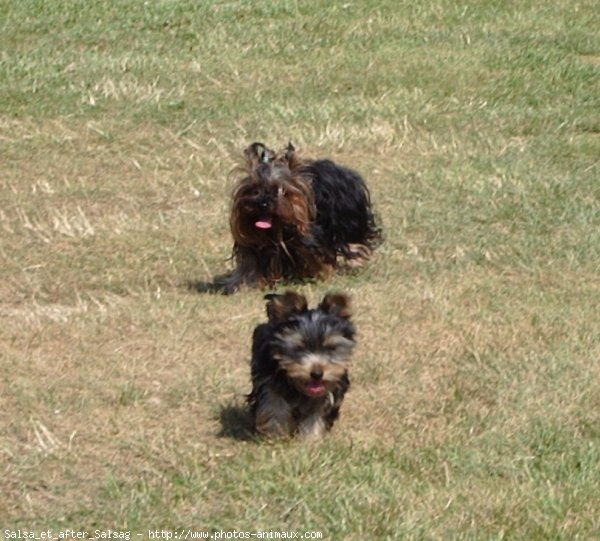 Photo de Yorkshire terrier