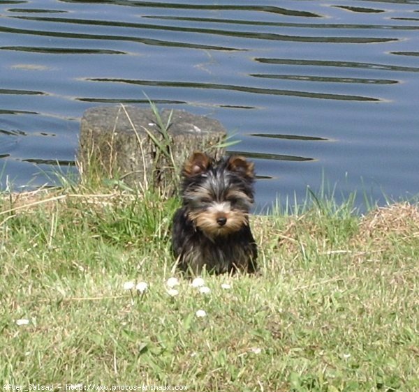 Photo de Yorkshire terrier