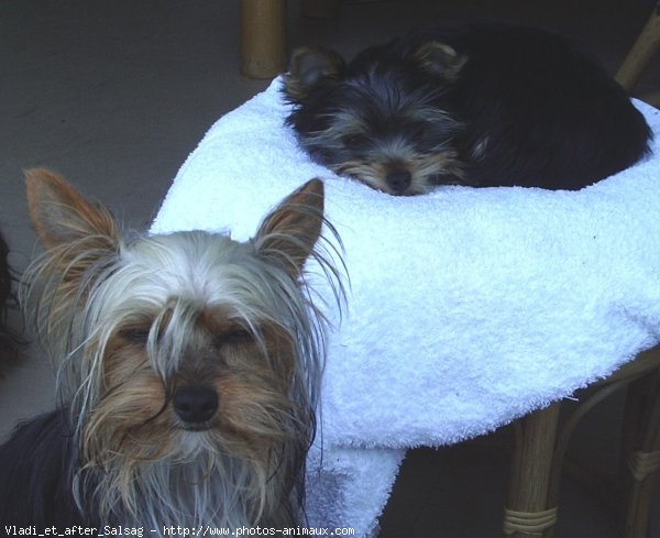 Photo de Yorkshire terrier