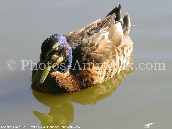 Photo de Canard