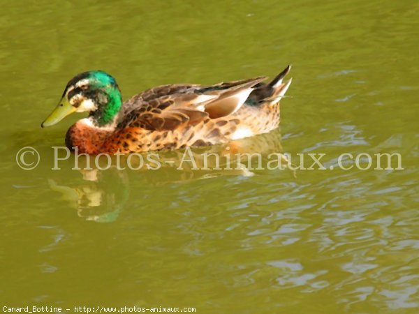 Photo de Canard