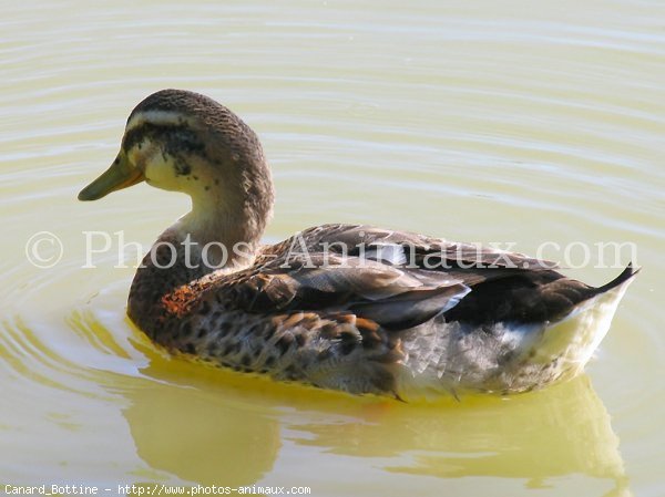 Photo de Canard