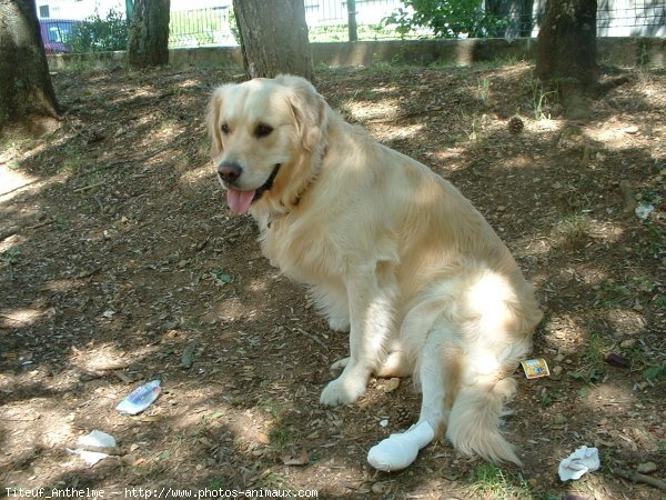 Photo de Golden retriever