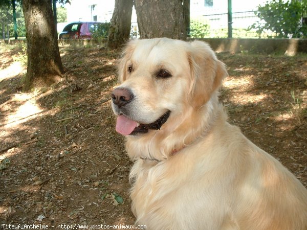 Photo de Golden retriever