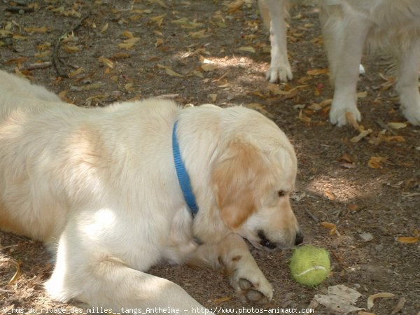 Photo de Golden retriever