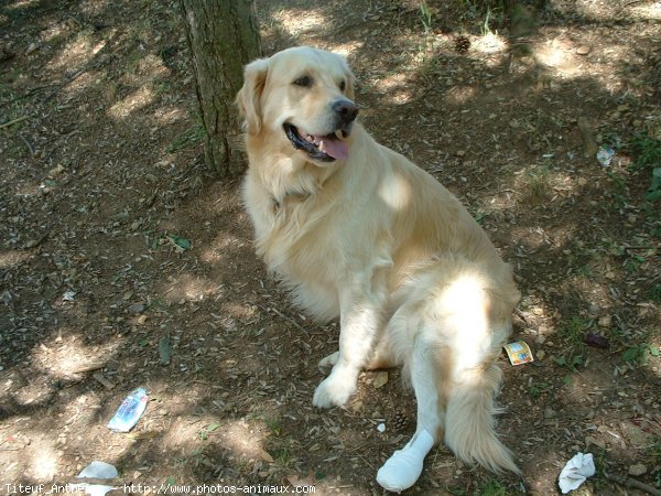 Photo de Golden retriever