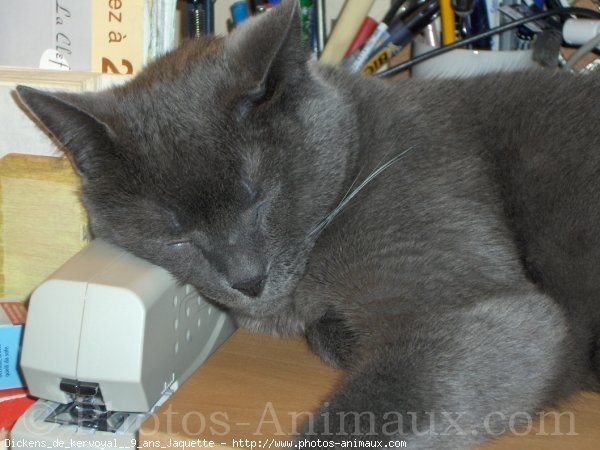 Photo de Chartreux