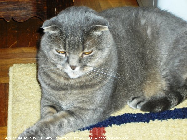 Photo de Scottish fold