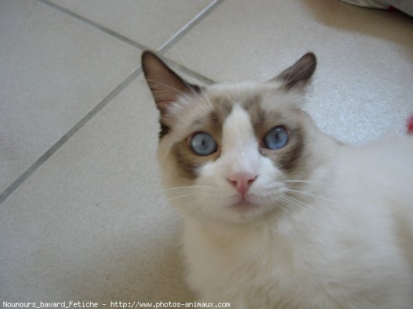 Photo de Ragdoll