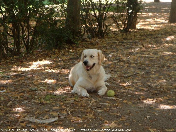 Photo de Golden retriever