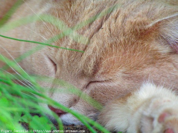 Photo de Chat domestique