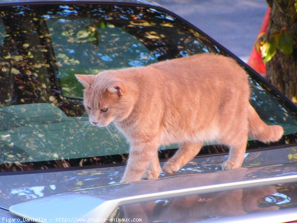 Photo de Chat domestique