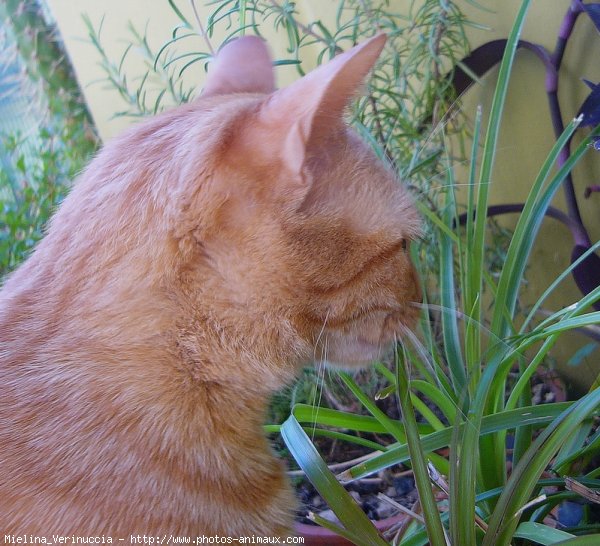 Photo de Chat domestique