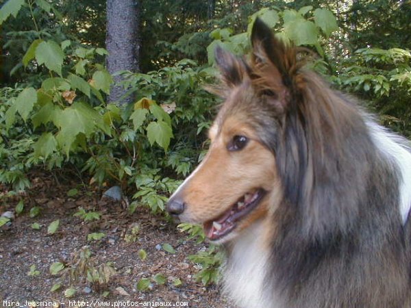 Photo de Chien de berger des shetland