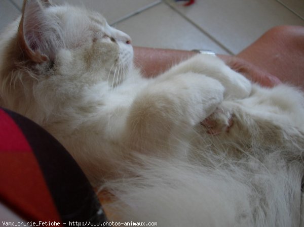 Photo de Ragdoll