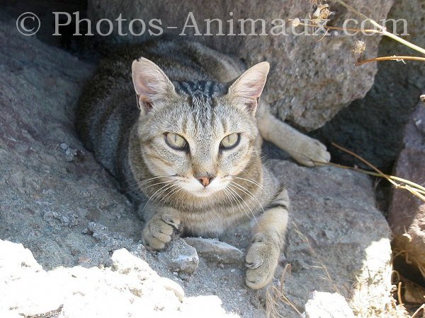 Photo de Chat domestique